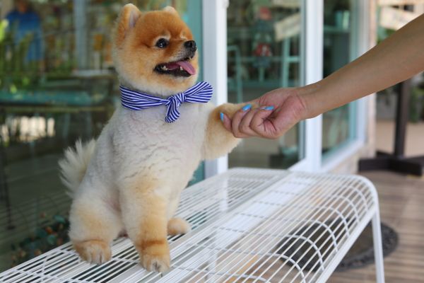 Colorado Springs Pets