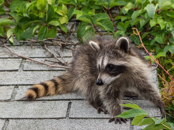 Colorado Springs Wildlife Removal