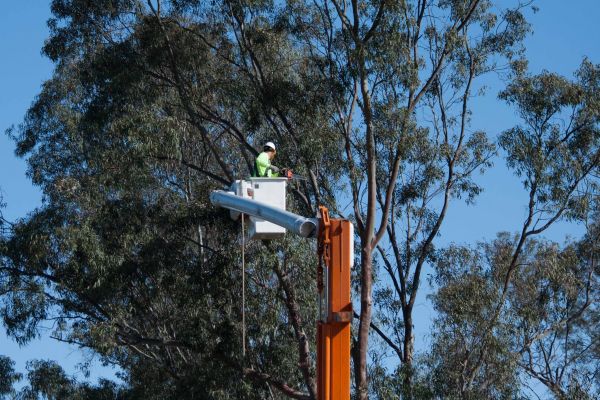 Colorado Springs Tree Trimming