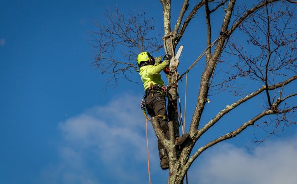 Colorado Springs Tree Removal